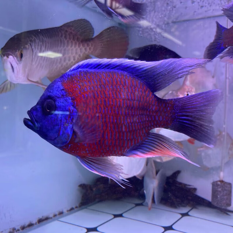 蓝面财神大型观赏鱼金红龙配虎鱼热带鱼魟鱼鱼好养耐活 8-10cm篮面