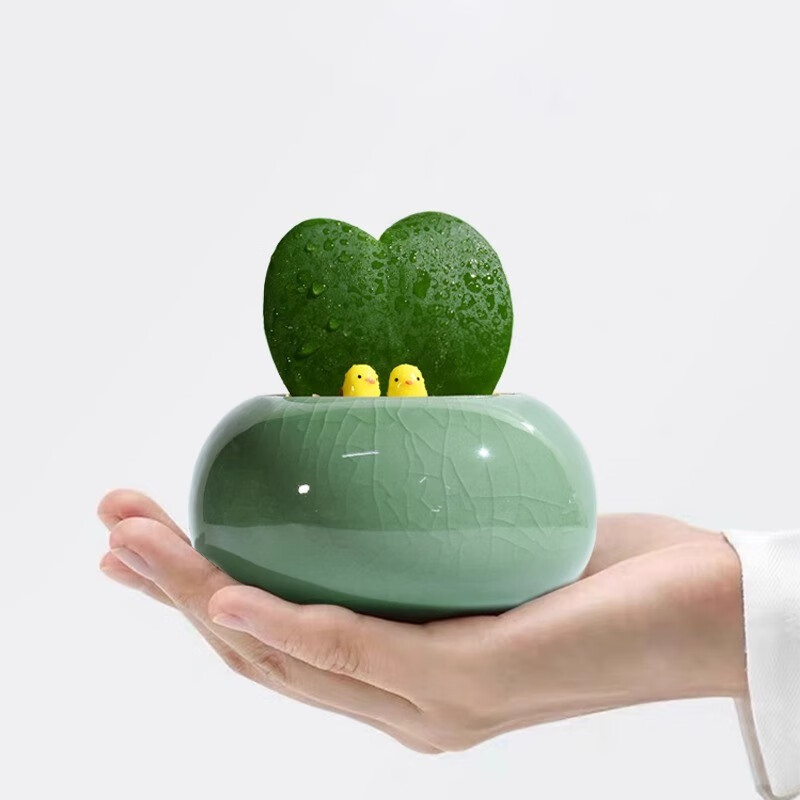 绿箭一片心多肉小盆栽办公室创意礼物室内耐阴绿植好养桌面植物 一片