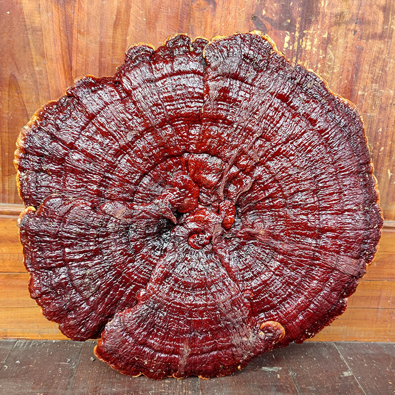 湖南半野生灵芝干货整枝红林芝特大灵芝摆件观赏可食用大赤芝灵芝