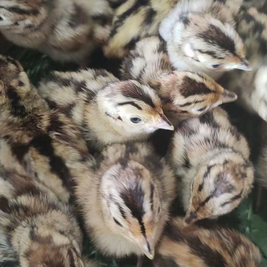 纯种七彩山鸡苗七彩山鸡幼苗山鸡活苗幼苗活体观赏鸡苗包活到家批 3-4