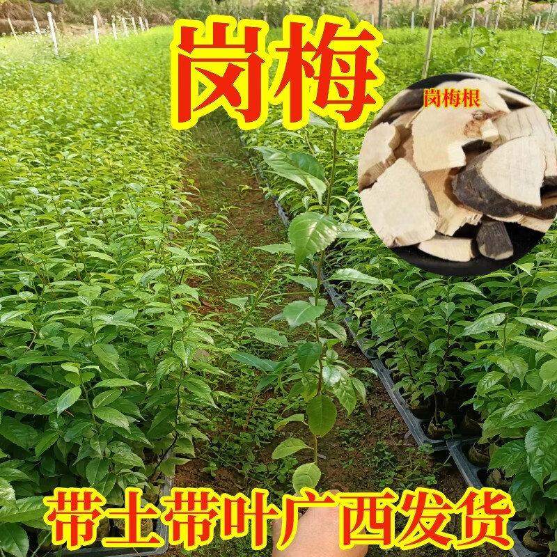 姒桀广西称星木苗岗梅树苗土甘草天星根南北方种植带土 岗梅苗2棵土袋