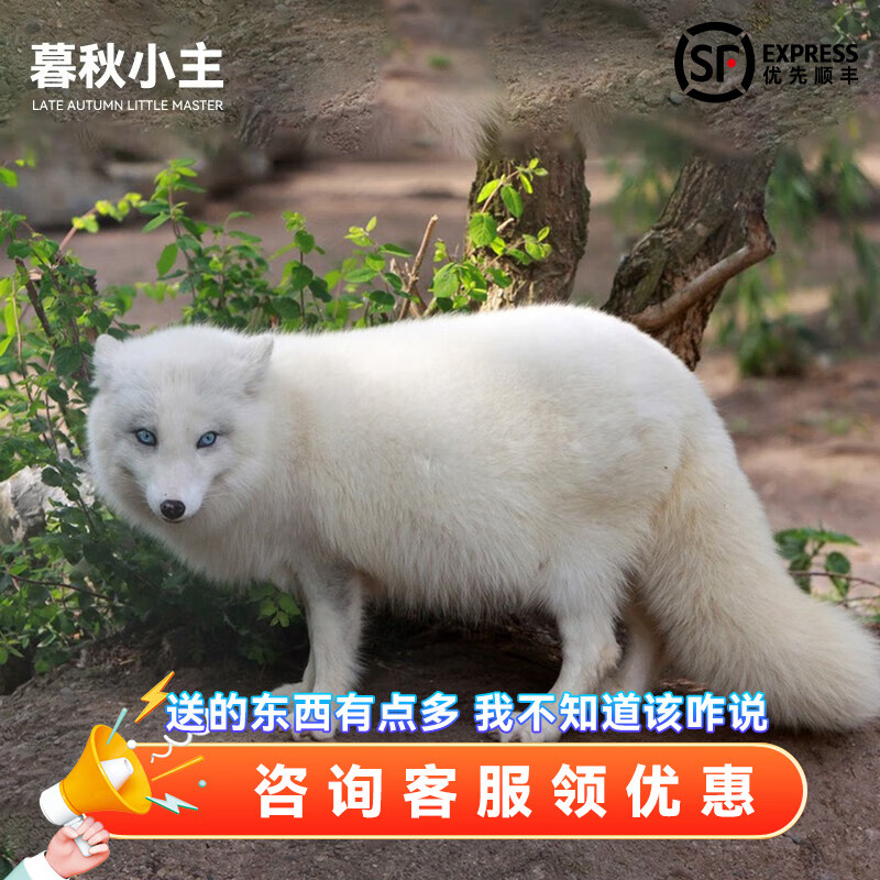 暮秋小主网红家养狐狸活体幼崽雪狐白狐白化熊猫狐冰岛狐宠物狐狸活物
