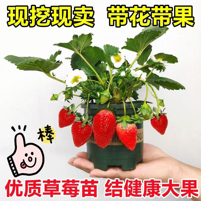 奶油草莓苗盆栽四季结果种籽子带盆带土可食用阳台种植红颜新苗秧 奶油草莓大苗 3盆【0.5加仑盆栽好】