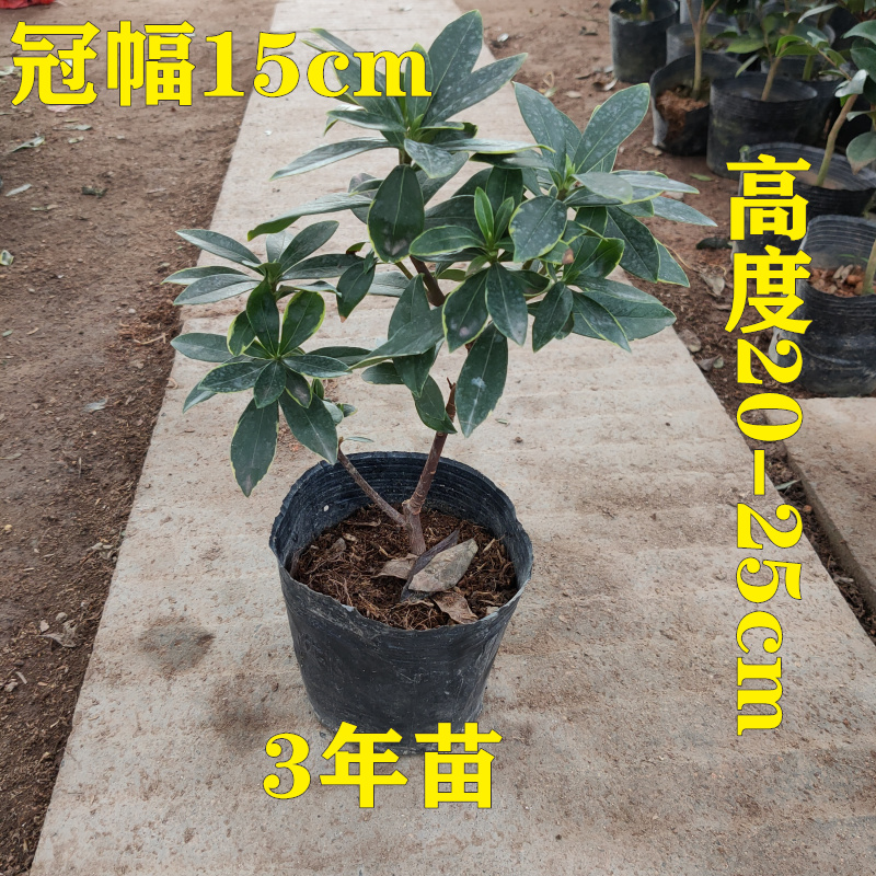 金边瑞香盆栽花卉耐寒浓香型观花植物室内阳台冬季开花盆景 金边瑞香3年苗(当年开花) 不含盆