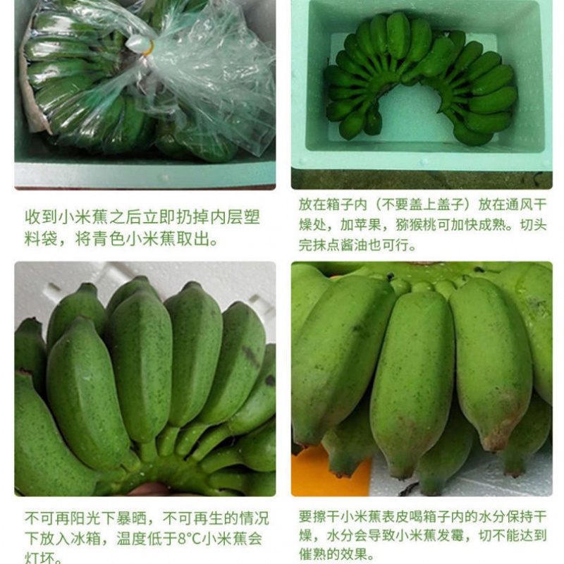 5【年货严选SSS】广西小米蕉当季新鲜水果香蕉9斤3/5斤小香蕉 小米蕉【泡沫箱】 3斤小米蕉