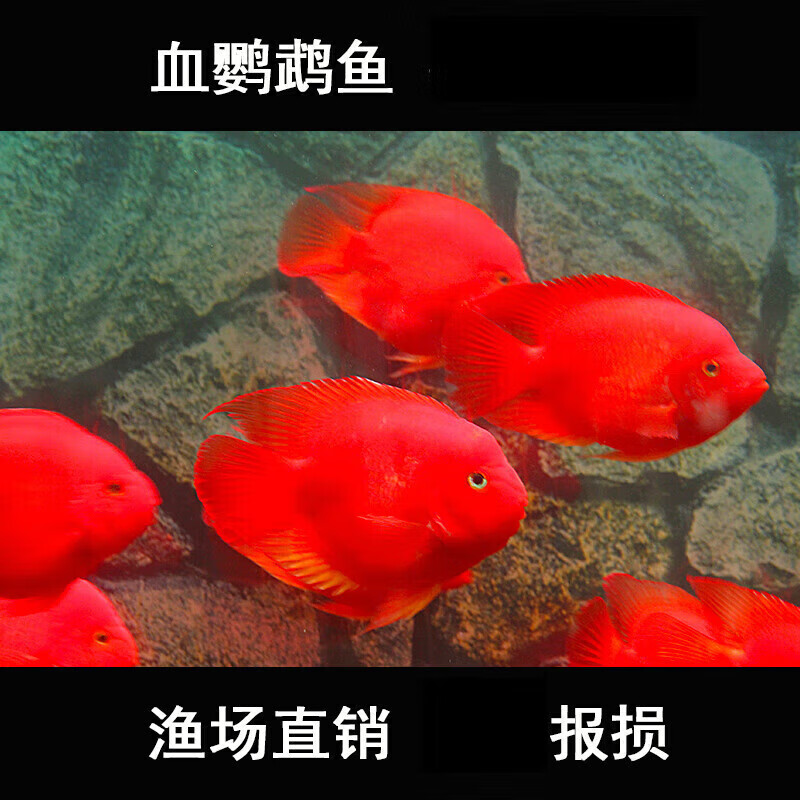 墨一观赏鱼热带鱼淡水鱼元宝鱼 8-9cm血鹦鹉3条