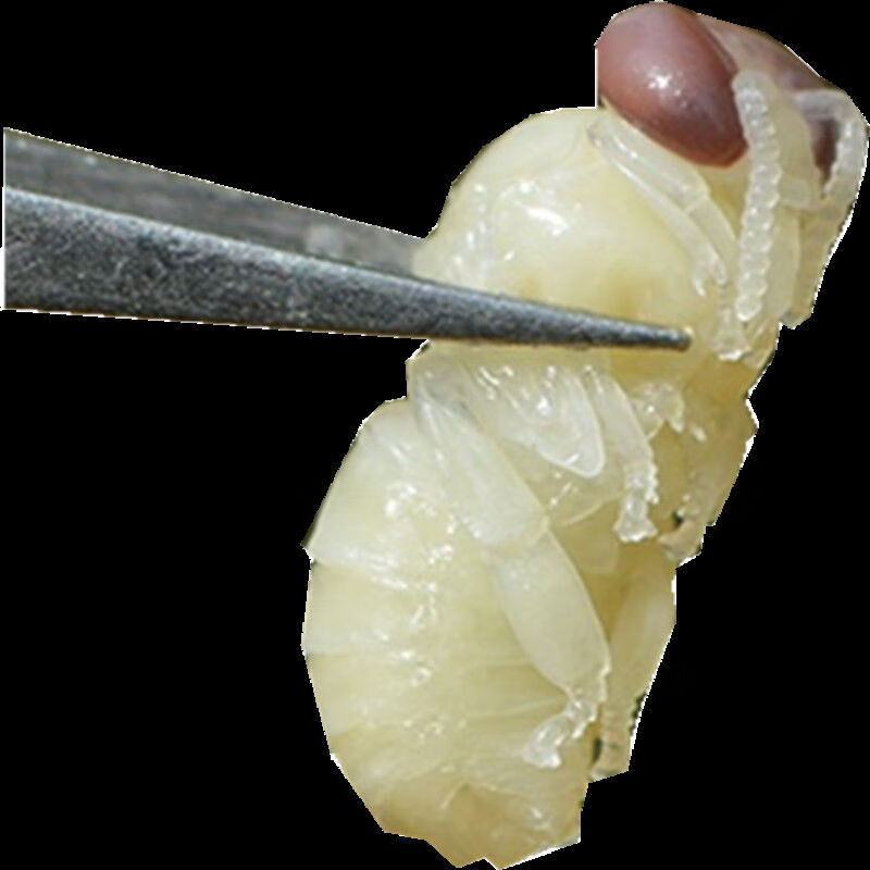 雄蜂蛹 蜜蜂蛹 油炸蜂蛹即食蜂场自产雄蜂蛹蜜蜂幼虫 350只/700只每份
