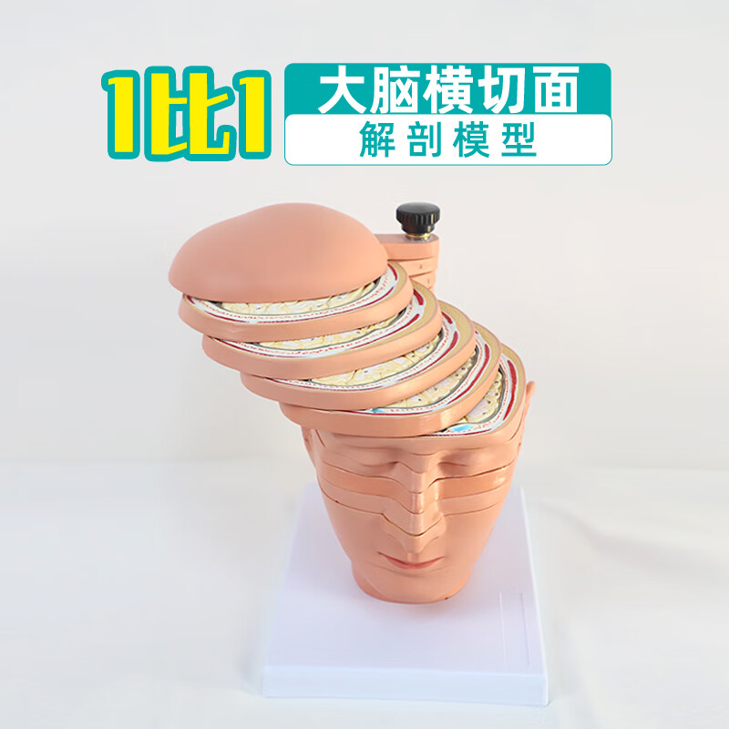 大脑断层解剖模型人体脑切片模型头颅横切面成像脑神经功能教具 1:1