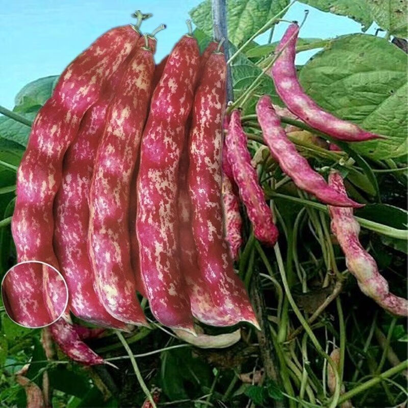 高产四季播种春秋架豆东北油豆角种籽芸豆蔬菜种籽 红金钩油豆种子