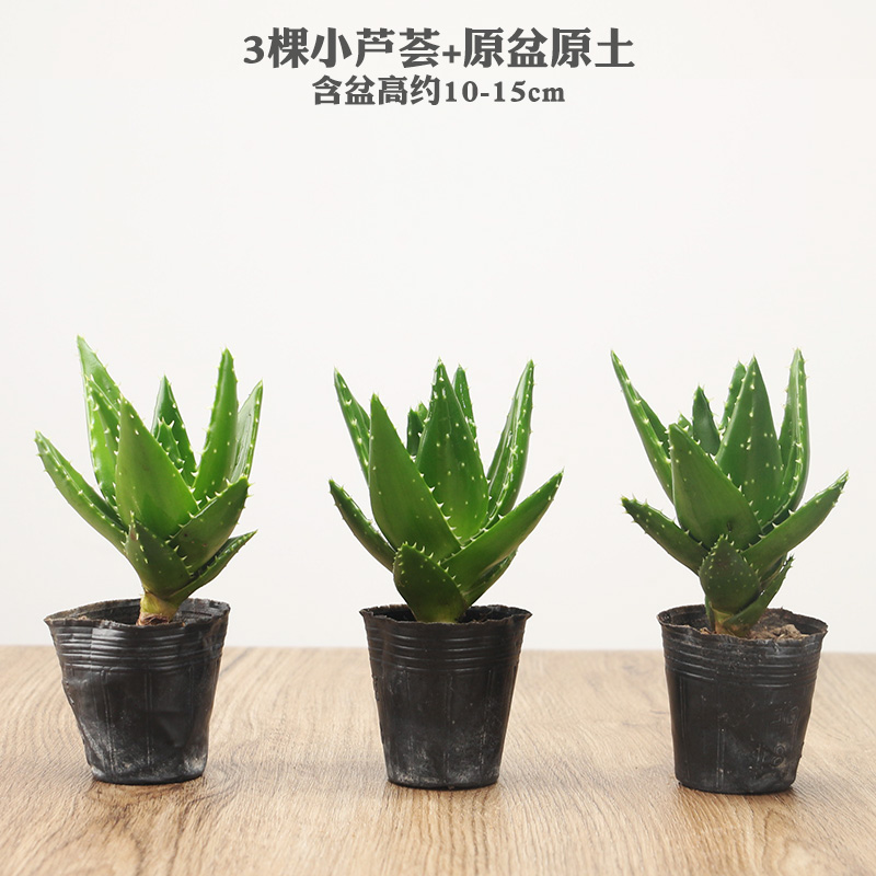 芦荟盆栽植物室内卧室内净化空气吸甲醛好养绿植懒人盆栽 3棵小芦荟
