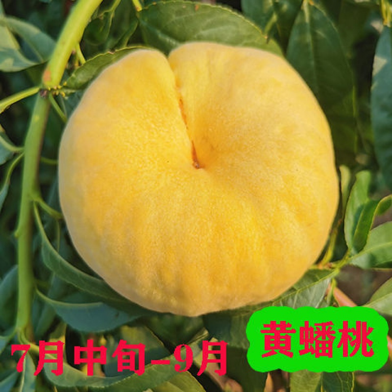 新品种贵妃血桃正宗嫁接桃树苗盆栽地载南北方种植当年结果 黄金蟠桃