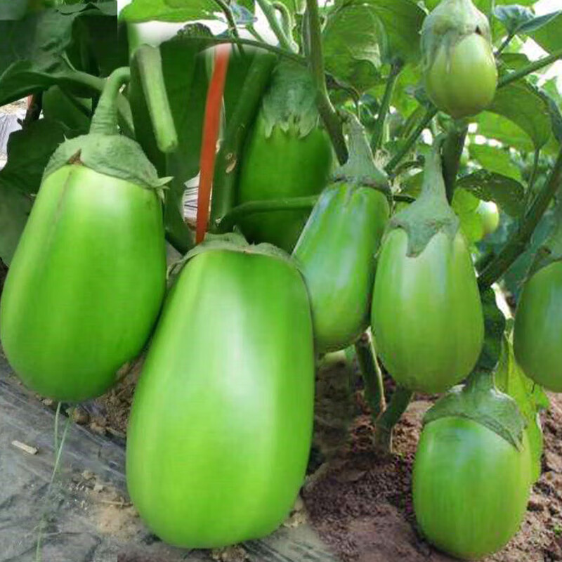 紫圆茄绿色茄子西安绿茄 肉厚质软 本地茄子籽 绿茄子100粒