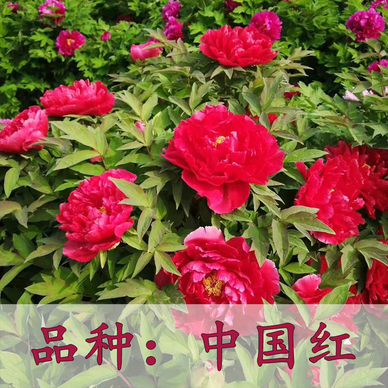 牡丹花苗正宗重瓣观赏大花卉室内外四季盆栽庭院阳台绿植物 中国红