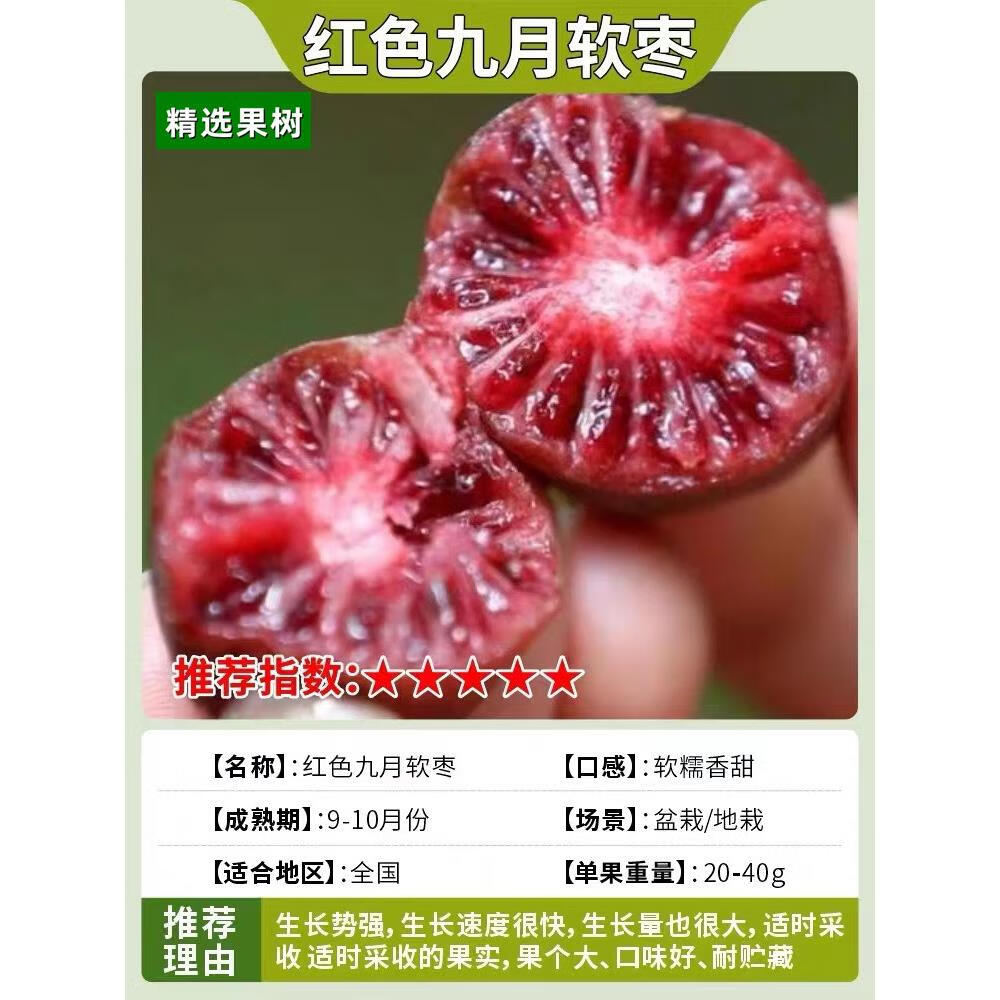 徐香软枣猕猴桃苗 庭院南北方阳台盆栽地栽果树苗 红色九月软枣5年苗