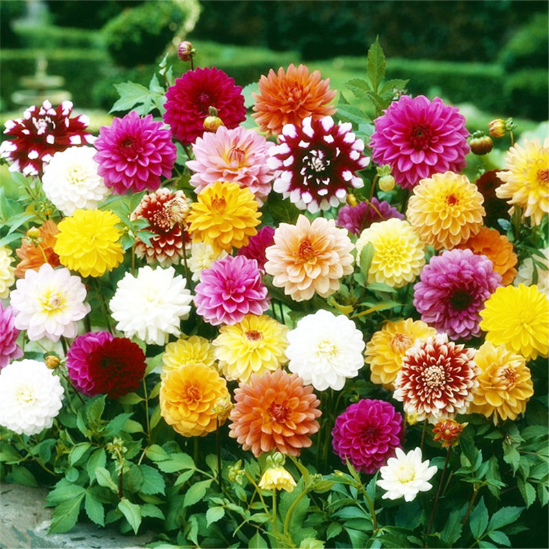 小丽花大丽花种子 四季易种 室内阳台盆栽庭院大丽花种球种籽qcdd