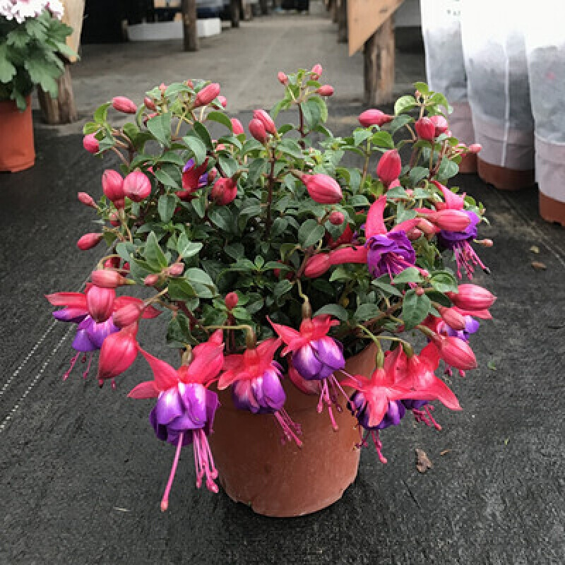 黛萝莉倒挂金钟盆栽花卉吊兰吊钟海棠灯笼海棠大花苗z 倒挂金钟红皮紫