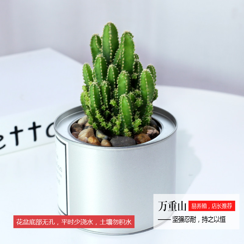 仙人球铁罐仙人掌芦荟虎皮兰绿植小盆栽 净化空气绿植 铁罐盆万重山