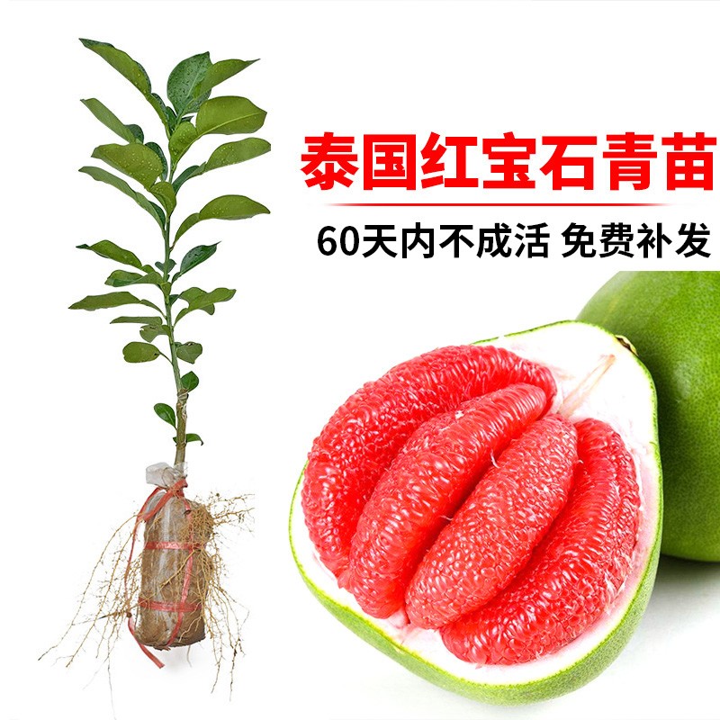 泰国红宝石青柚苗 果树苗新品种泰国暹罗三红蜜柚苗红心柚子树苗 泰国