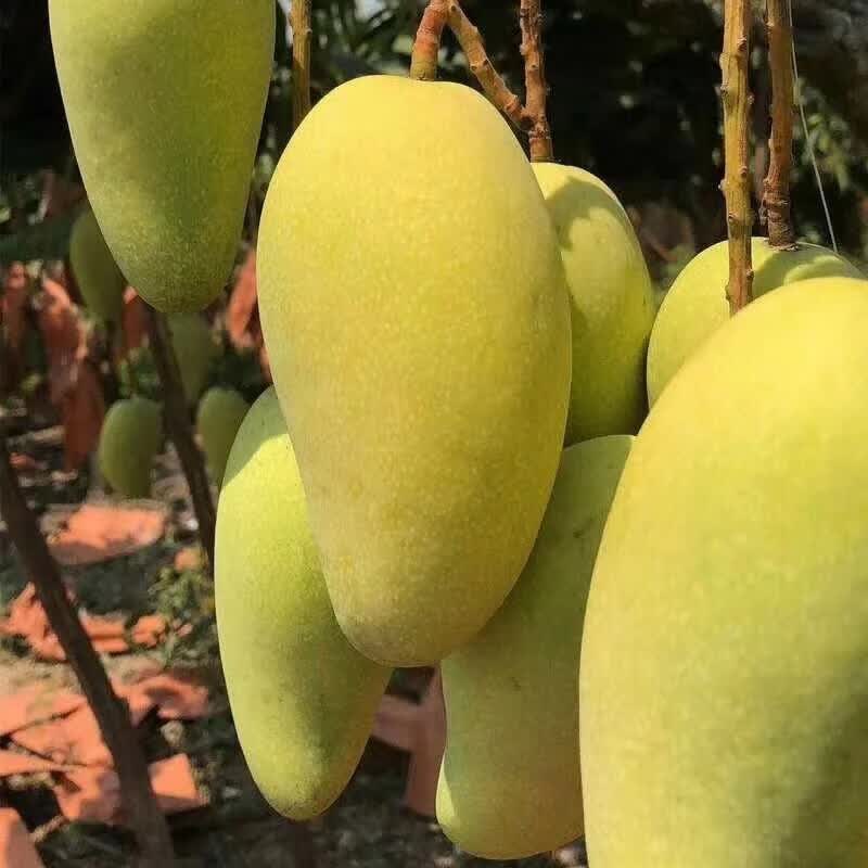 译优农 海南金煌芒水仙芒果 三亚直发当季现摘甜心芒大果 新鲜孕妇水果 顺丰净重8-8.5斤精选特大果【礼盒装】
