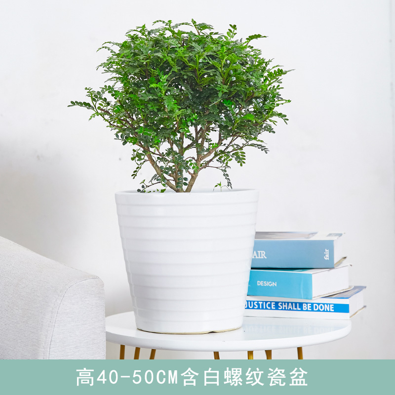 【送货到家】驱蚊草大型盆栽植物室外防蚊赶蚊虫植物庭院客厅办公室胡椒木大型避蚊草小绿植花卉驱除蚊虫花 高40-50CM含白螺纹瓷盆 默认1高性价比高么？