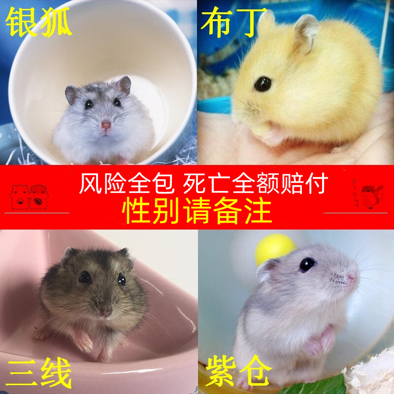 纳学仓鼠活体可爱金丝熊宝宝布丁银狐活物老公公婆婆米熊虎纹奶牛宠物