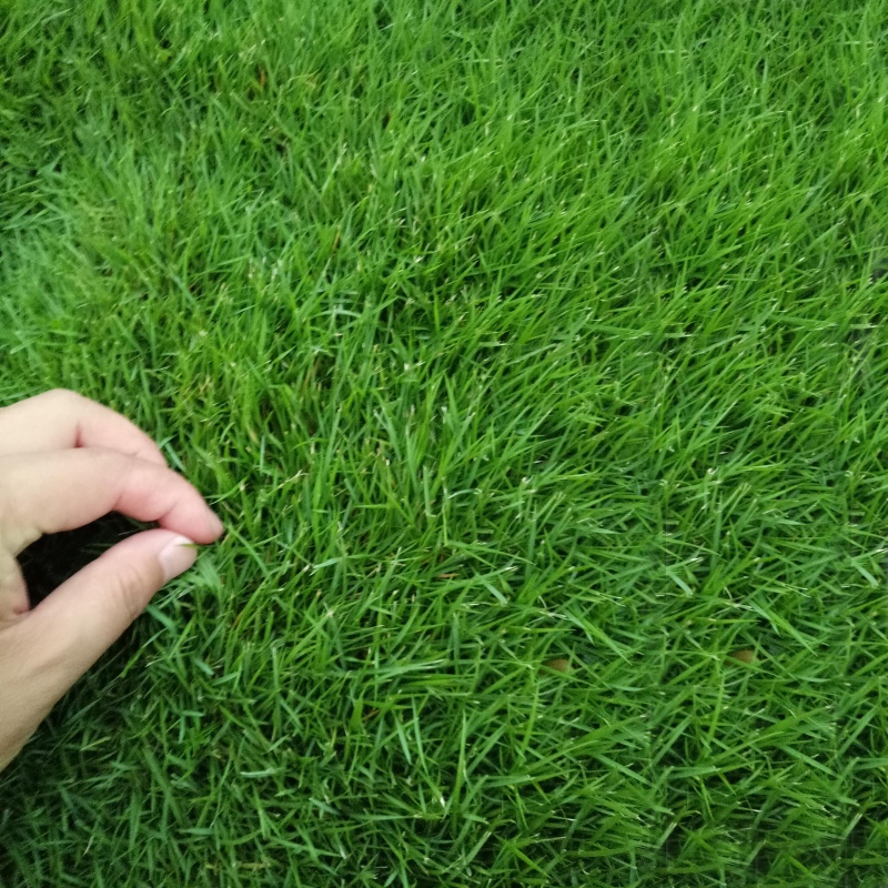 播种心情草坪种子四季常青绿化草籽庭院别墅护坡草种子多年生低矮生狗