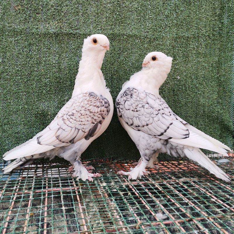 对观赏鸽种鸽摩登凤尾淑女两头乌大全精品短嘴批发 黑花淑女种鸽 一对