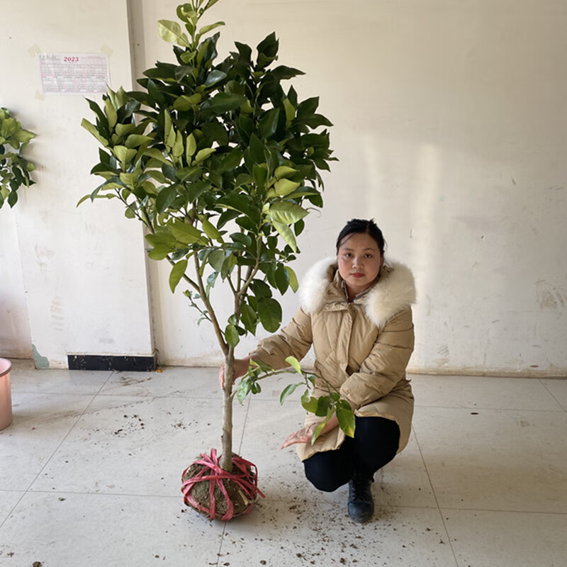 爱悦柚子苗嫁接红心柚子树苗南方北方种植庭院盆栽地栽矮生柚子果苗高性价比高么？