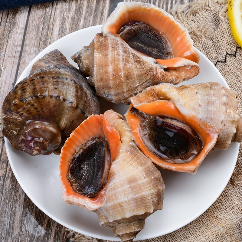 伯贤海螺 500g 大号海螺中号海螺小海螺发货海螺肉足 大海螺3-4只500g
