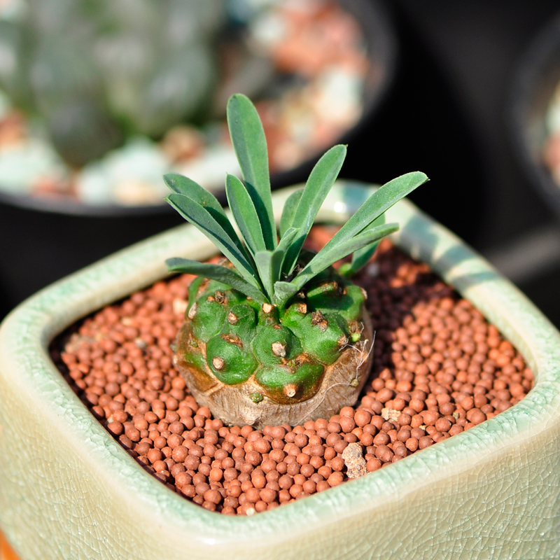 菠萝麒麟绿植小稀有多肉植物盆栽 铁甲麒麟 奇趣肉肉植物花卉 峨眉山
