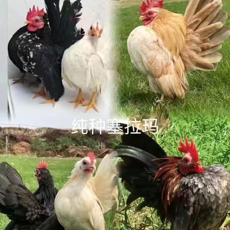 纯种塞拉玛观赏鸡马来西亚玲珑鸡挨脚鸡元宝鸡小体宠物鸡苗青年鸡
