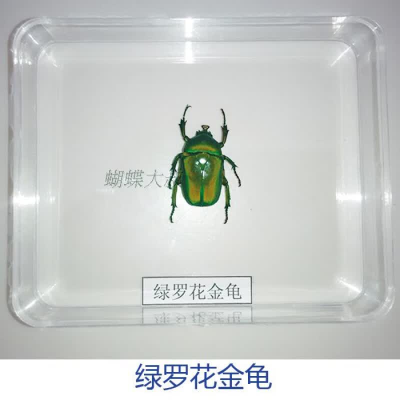 苹绿唇花金龟 其他长方形尺寸 x 独立