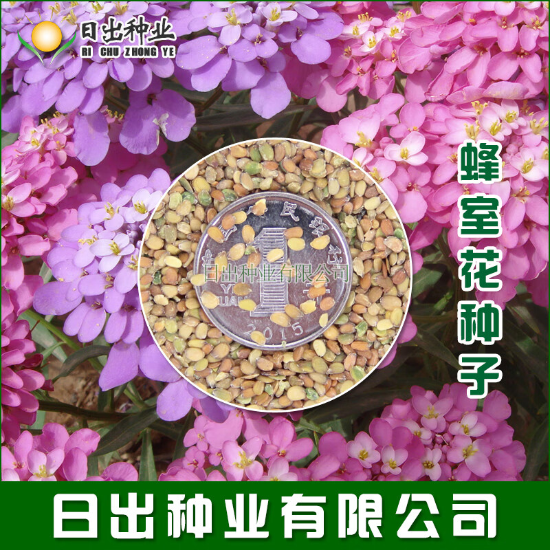 蜂室花种子 花卉种子 峰室花种子500g