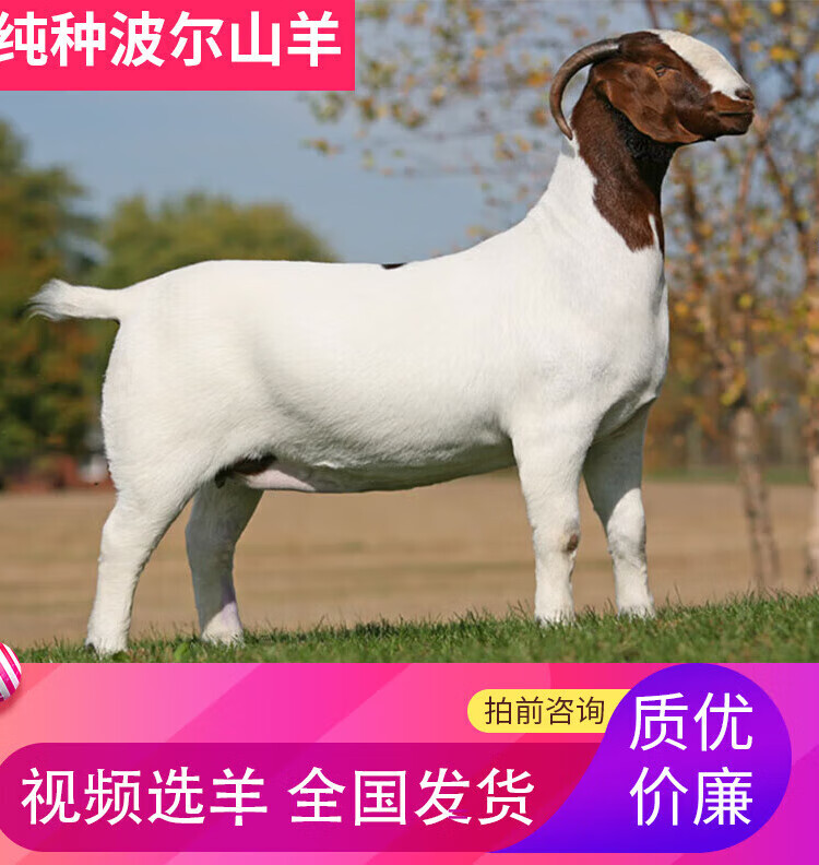 波尔山羊纯种小羊山羊活苗怀孕母羊小羊羔活羊小羊崽羊仔活苗种羊