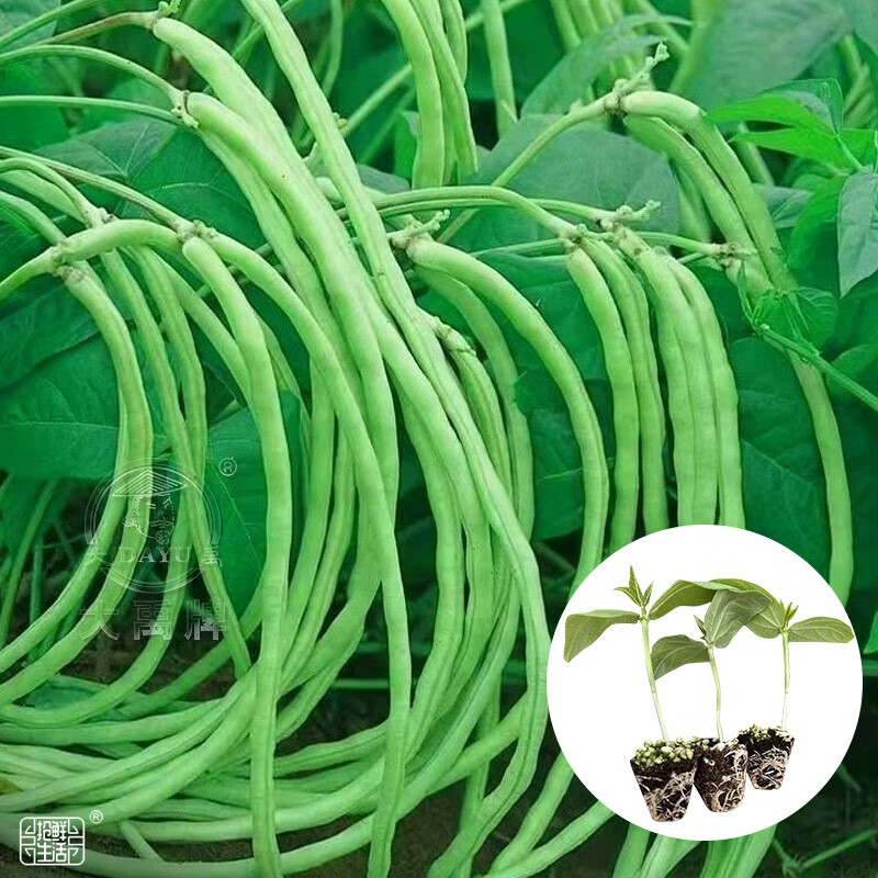 种子苗豆角不搭架子无筋豇豆籽苗秧苗春季蔬菜苗活苗 无架豆苗幼苗 10