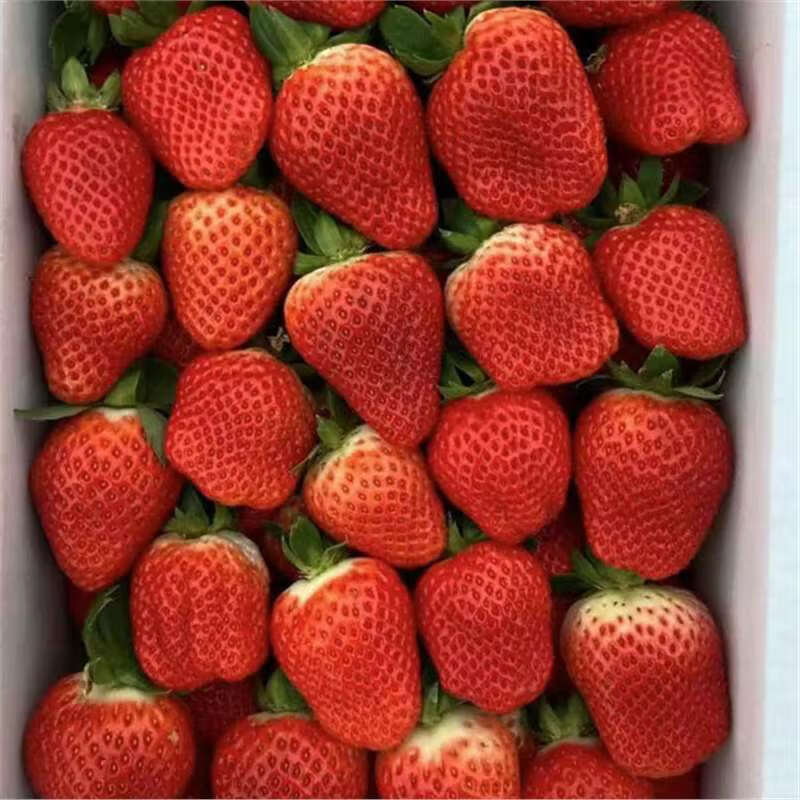 春枝韵优质原盆原土盆栽草莓苗红颜章姬越秀四季奶油苗室内外种植好