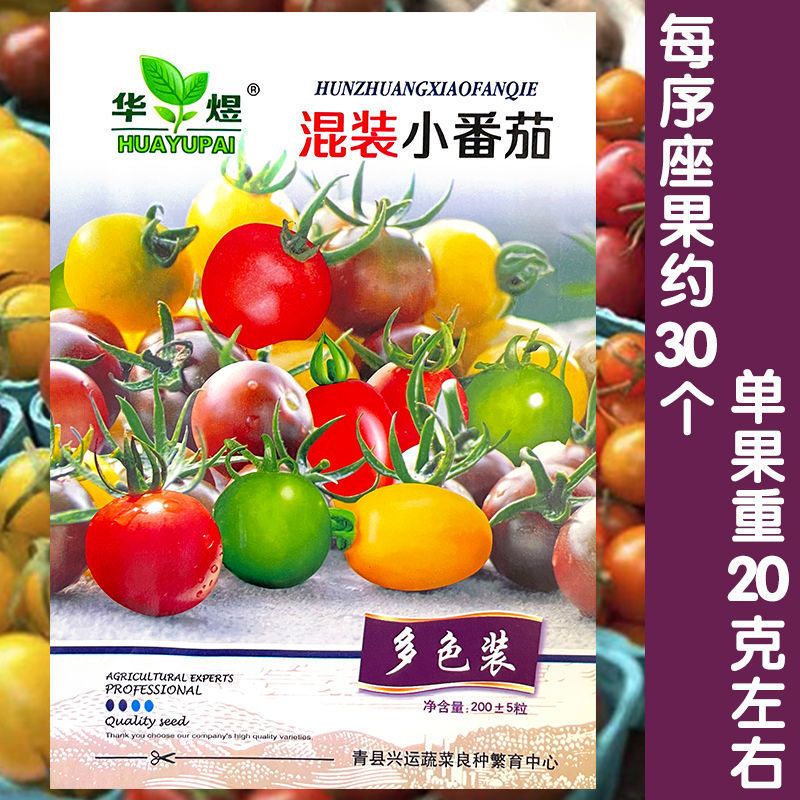 多彩小番茄种子混装七彩圣女果五彩小番茄组合装樱桃千禧果蔬种子