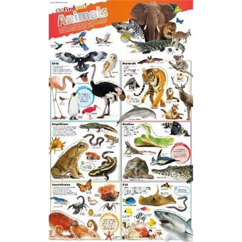 预订DKfindout! Animals Poster