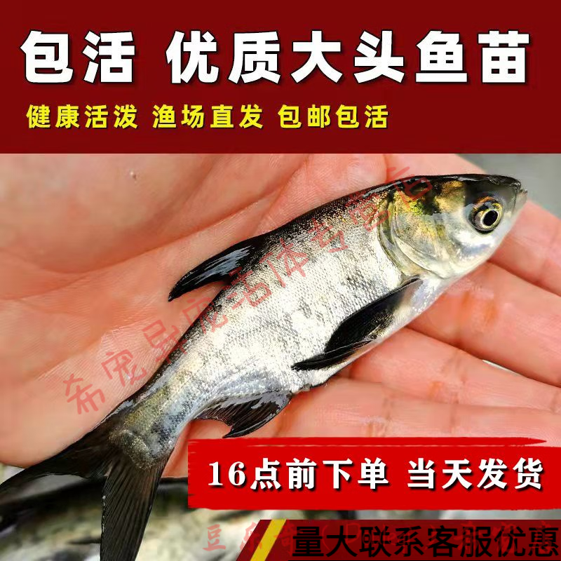 大头鱼苗花鲢鱼苗胖头鱼淡水活体养殖黑鲢鳙鱼四大家鱼苗活体雄鱼 7