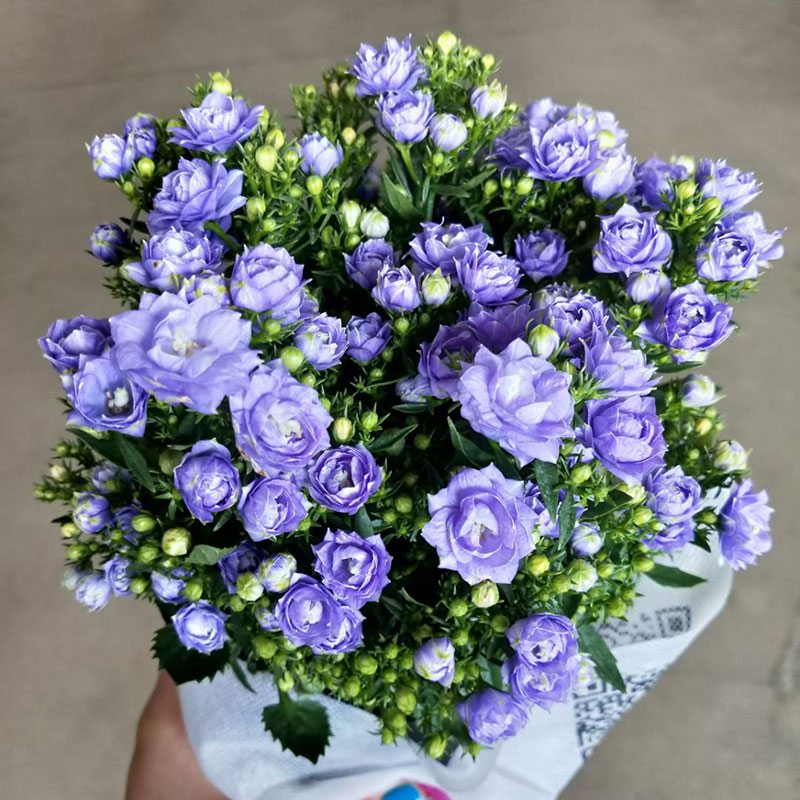 惜林园重瓣丹麦风铃梦露花盆栽带花苞蓝紫色风铃花四季开花阳台花卉