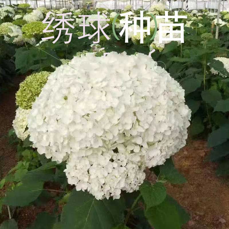 mojy绿植新款斗南绣球花苗安夏种苗客厅绿植盆栽 10颗 不含盆