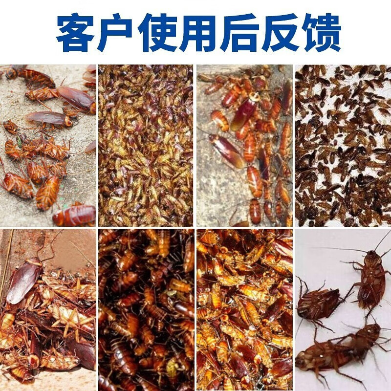 绿豆芽蟑螂药呋虫胺家用杀蟑胶饵灭杀德国小蠊蟑螂屋饵剂厨房杀虫剂 胶饵3支(送粉剂6包)
