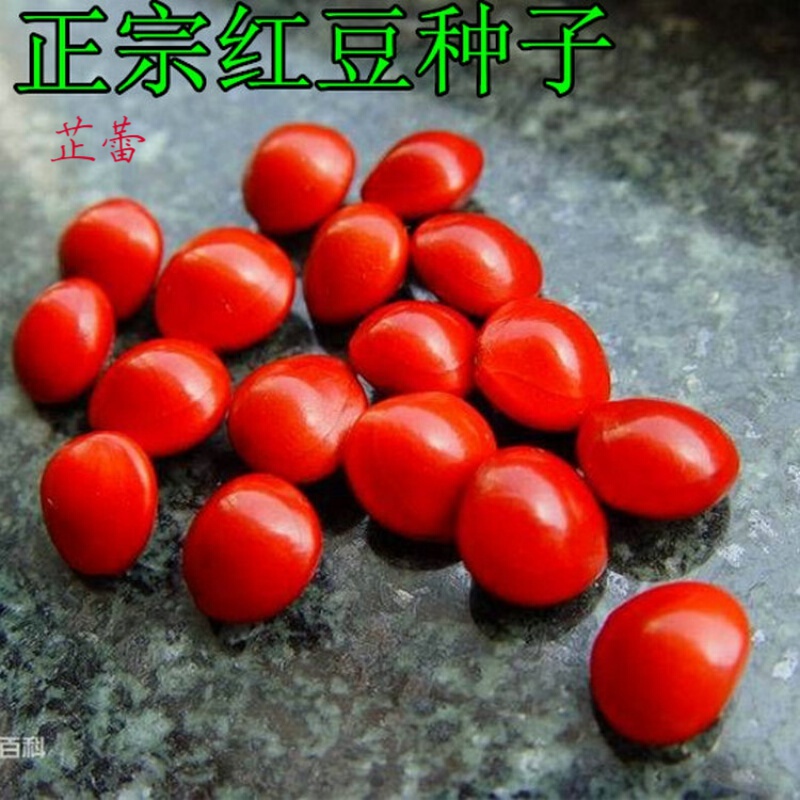 红豆树种子 相思子 鄂西红豆 江阴红豆 何氏红豆 花梨木种籽 红豆500