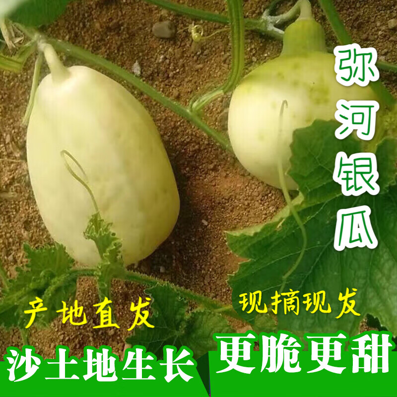 玫栀弥河银瓜青州银瓜礼盒 甜瓜香瓜大关营银瓜白皮甜瓜现摘脆甜顺丰