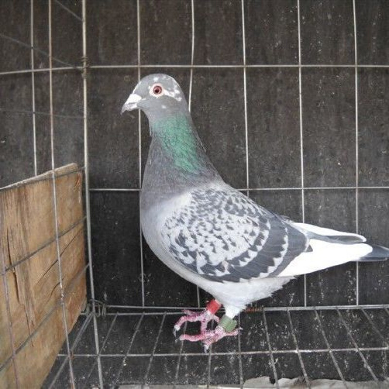 【店铺推荐】鸽子信鸽肉鸽大体散养鸽子蛋鸽青年一对包活瓦灰雨点