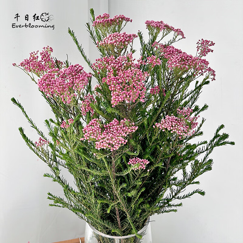 千日红 粉米花鲜花少女粉高端花材北欧风diy插花清新居家装饰 粉色米