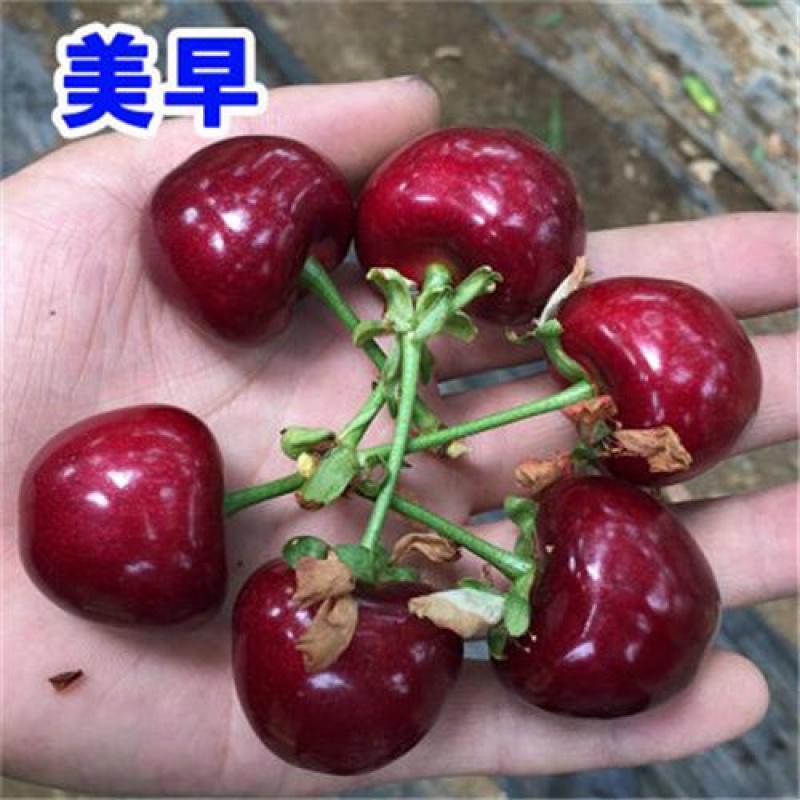 【精选】美国车厘子樱桃树苗盆栽大樱桃树南方北方种植嫁接果树苗当年