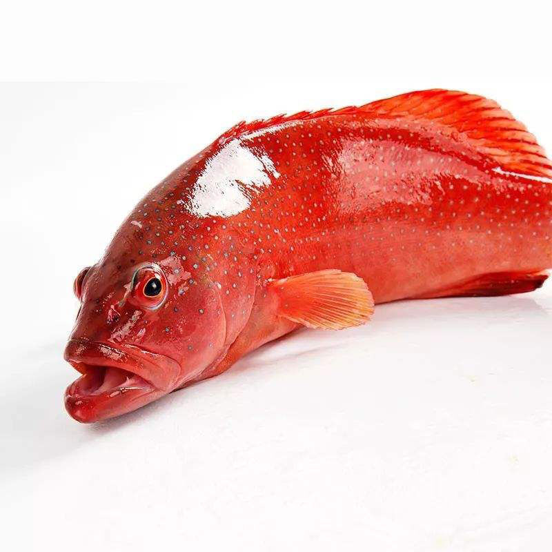 伯贤 现捕新鲜东星斑石斑鱼燕尾斑 深海鱼类瓜子斑海鲜水产红斑鱼 东星斑1条装(350-400g)