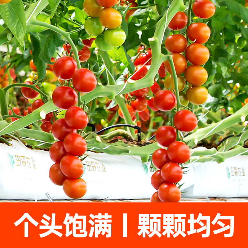 DU'S杜氏水果樱桃番茄 可生吃生鲜蔬菜西红柿黄金酸甜比 源头直发包邮 散串番茄  500g*2盒 1000g