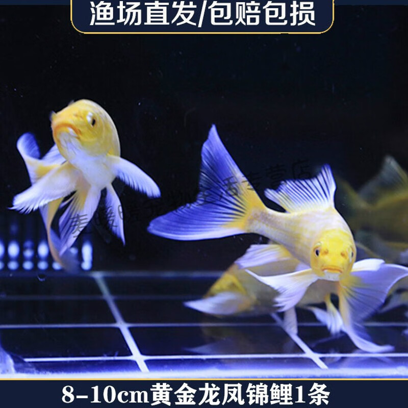 冷水观赏鱼活鱼淡水小金鱼苗好养耐活蝴蝶鲤 7-8cm黄金龙凤锦鲤1条